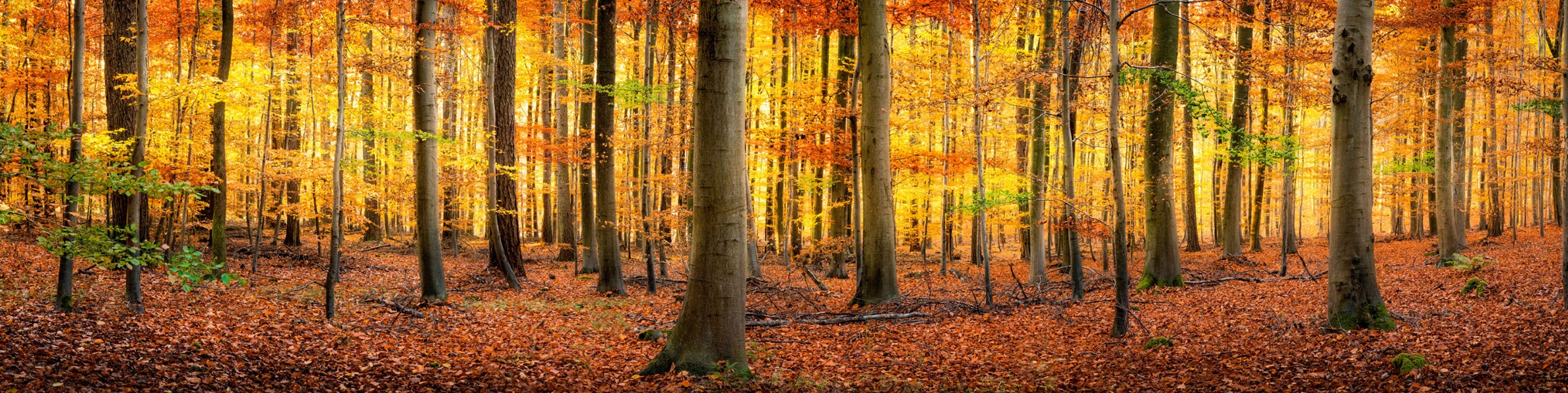 Abschlussbild Herbstwald